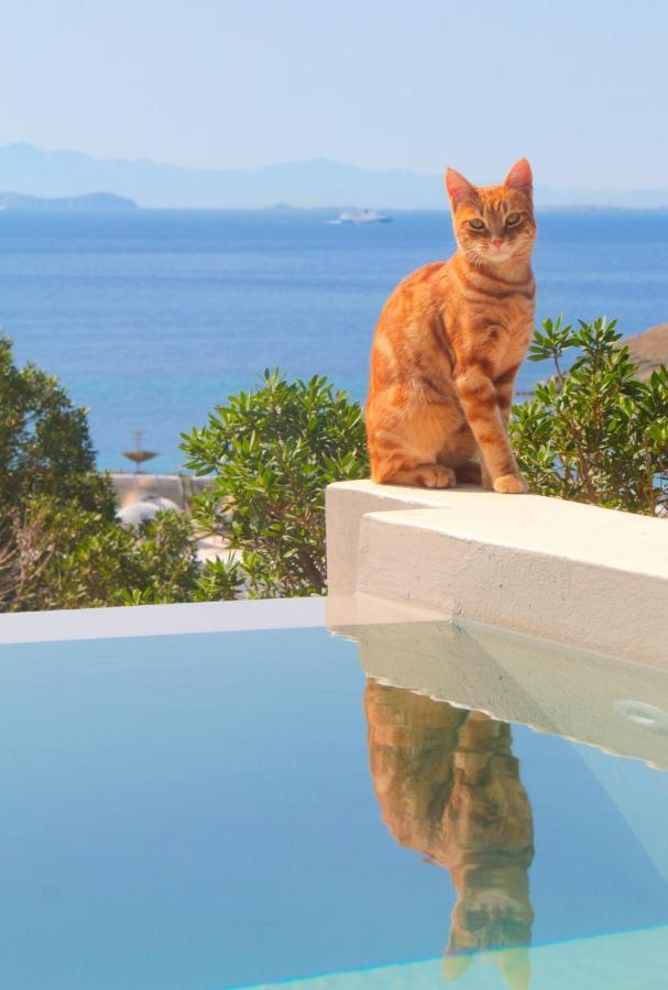 Villa With View Of Agios Ioannis And Pool With Jacuzzi Extérieur photo
